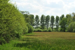 Natuurreservaat het Aaltense Goor