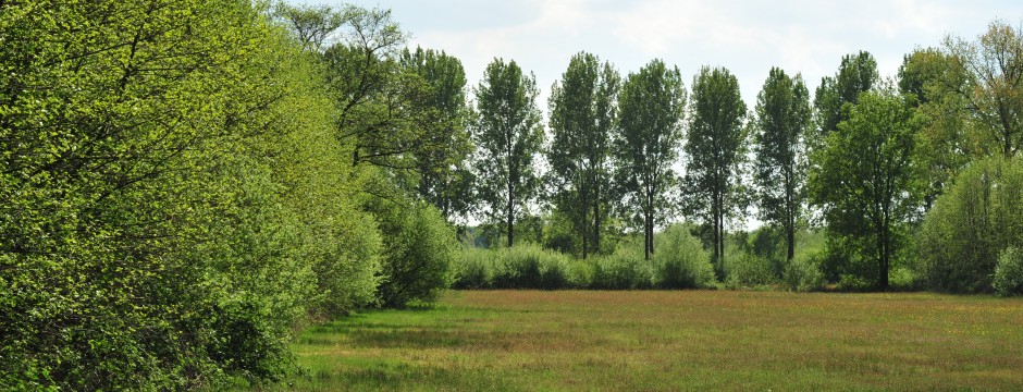 Natuurreservaat het Aaltense Goor