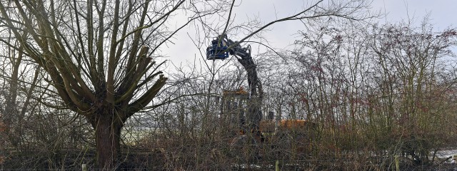 Bomen worden geknot