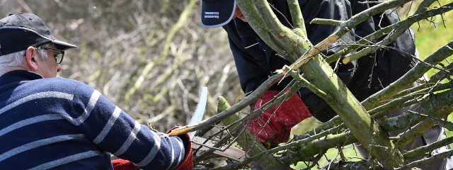 Gevlochten heg wordt gezaagd